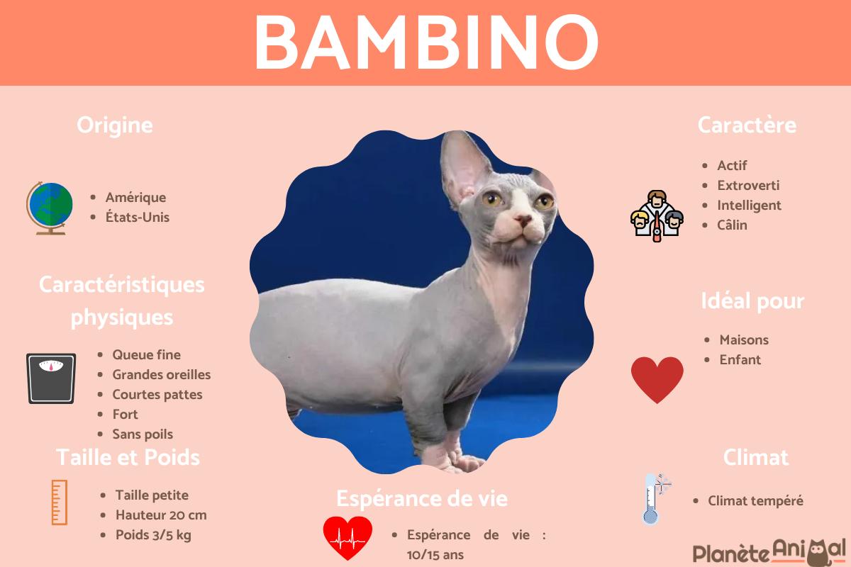 Bambino
