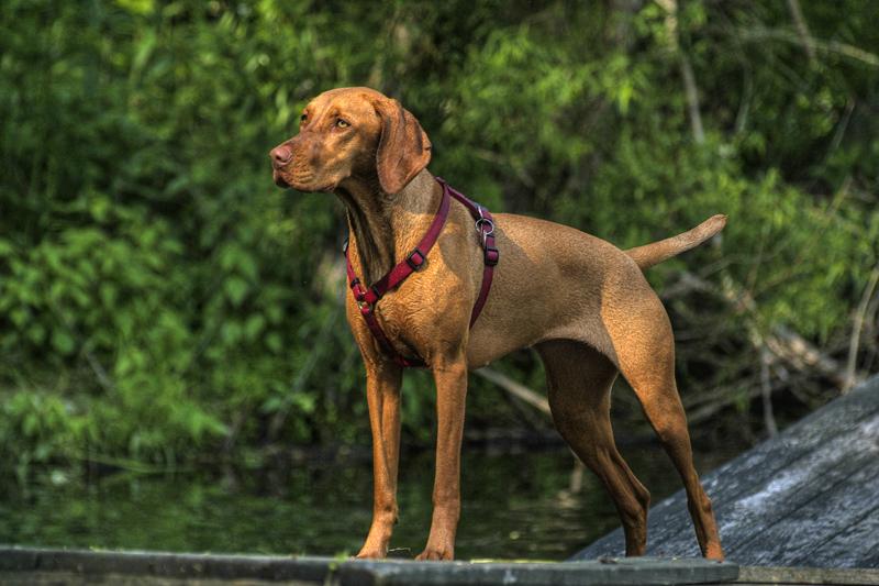 Plaque de portail Braque Hongrois court le 100 mètres en 3 secondes  Panneau Vizsla attention au chien
