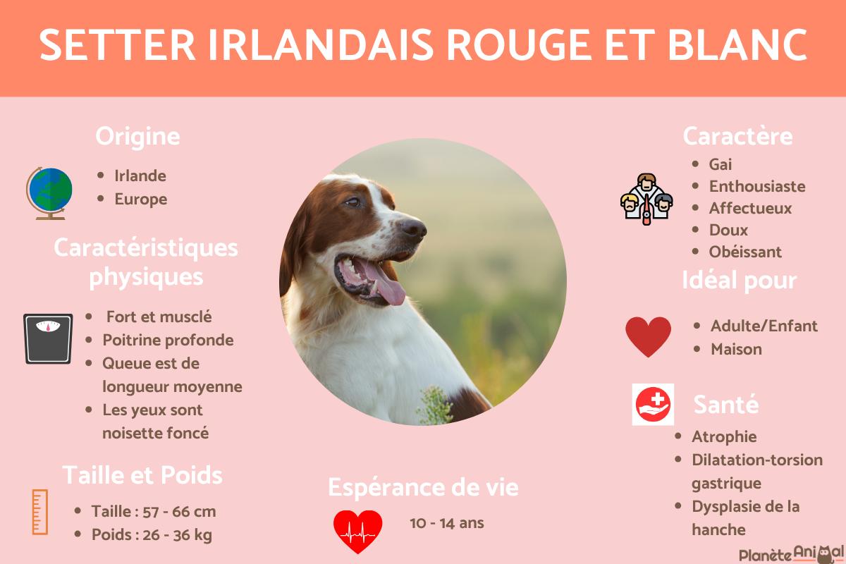 Setter irlandais rouge et blanc