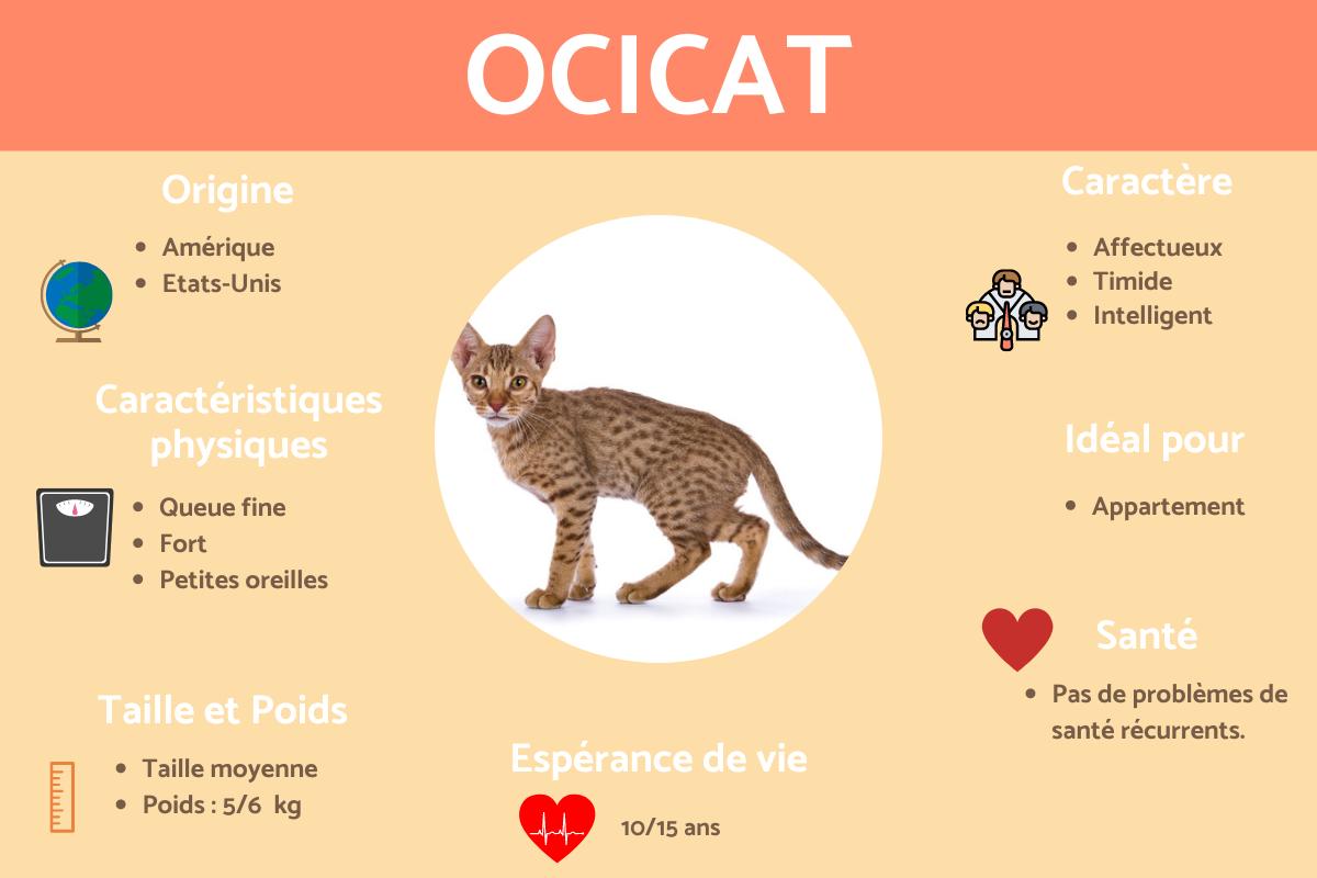 Ocicat