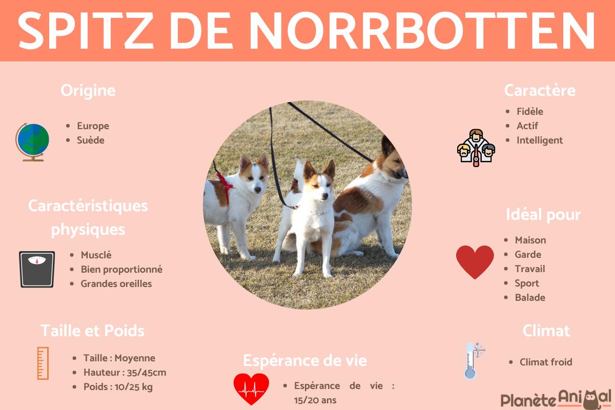 Spitz de Norrbotten