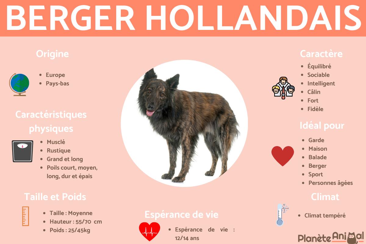 Berger hollandais