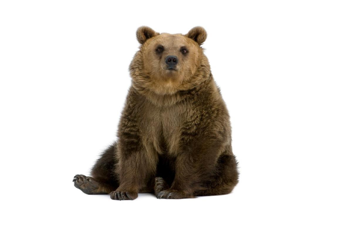 Ours brun
