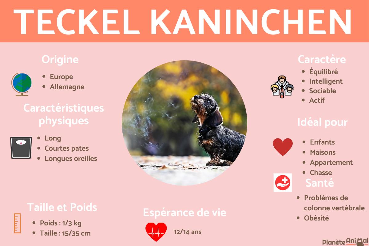 Teckel kaninchen