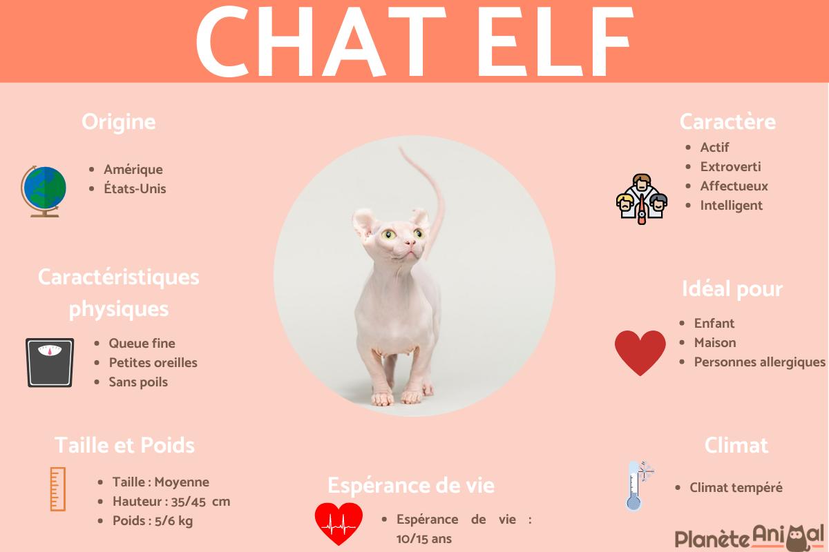 Chat Elf