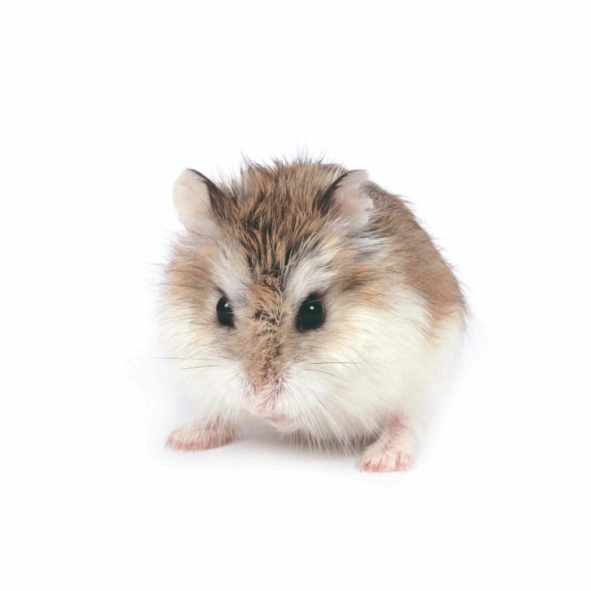 Hamster de roborovski
