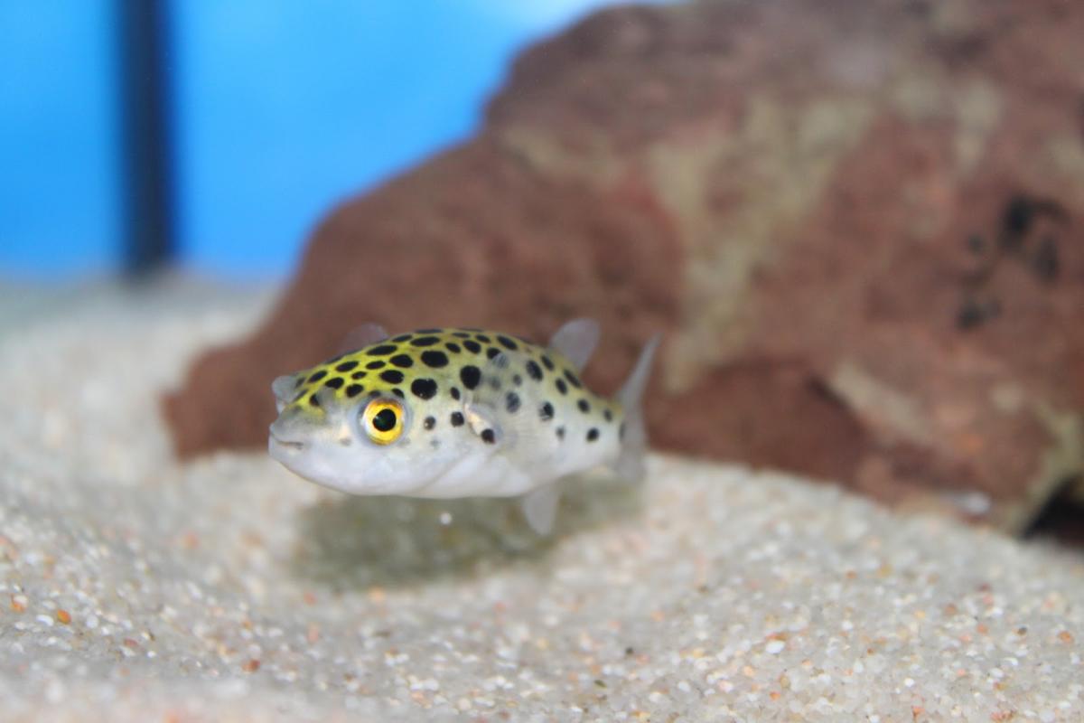 Tetraodon nain