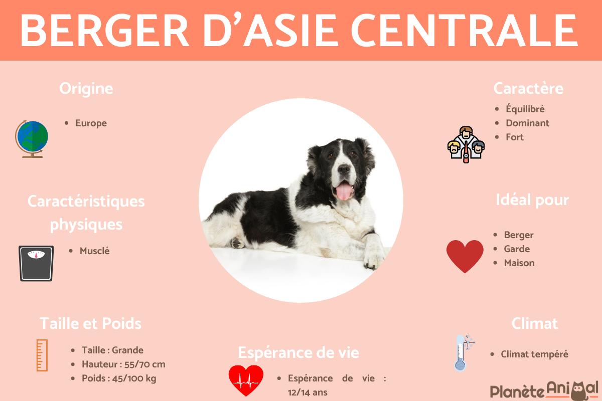 Berger d'Asie Centrale