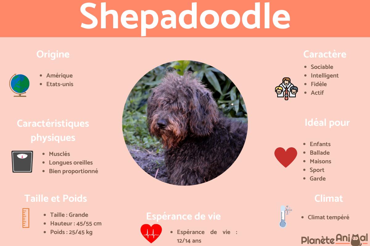 Shepadoodle