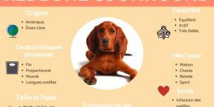 Redbone coonhound