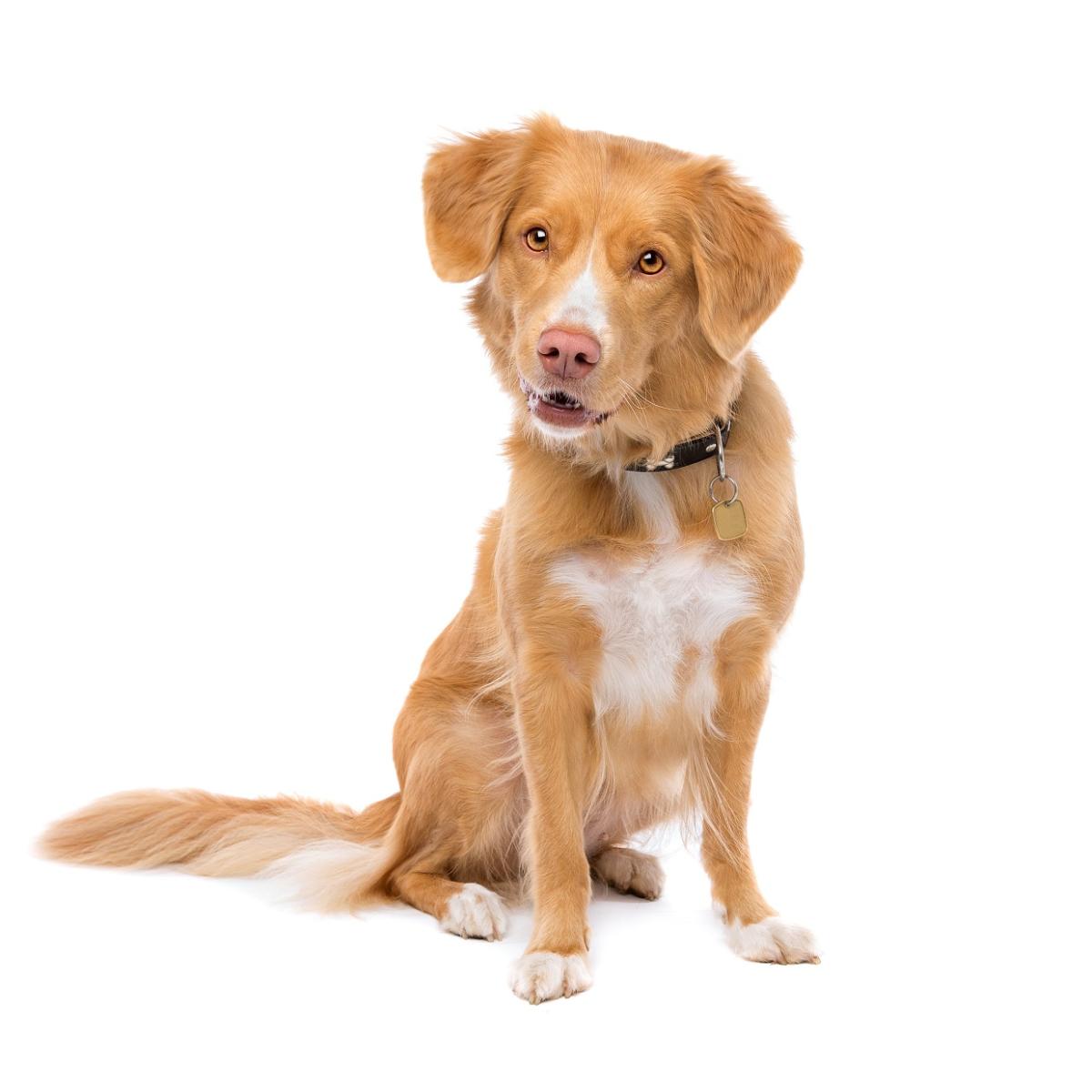 Retriever de la Nouvelle-Écosse