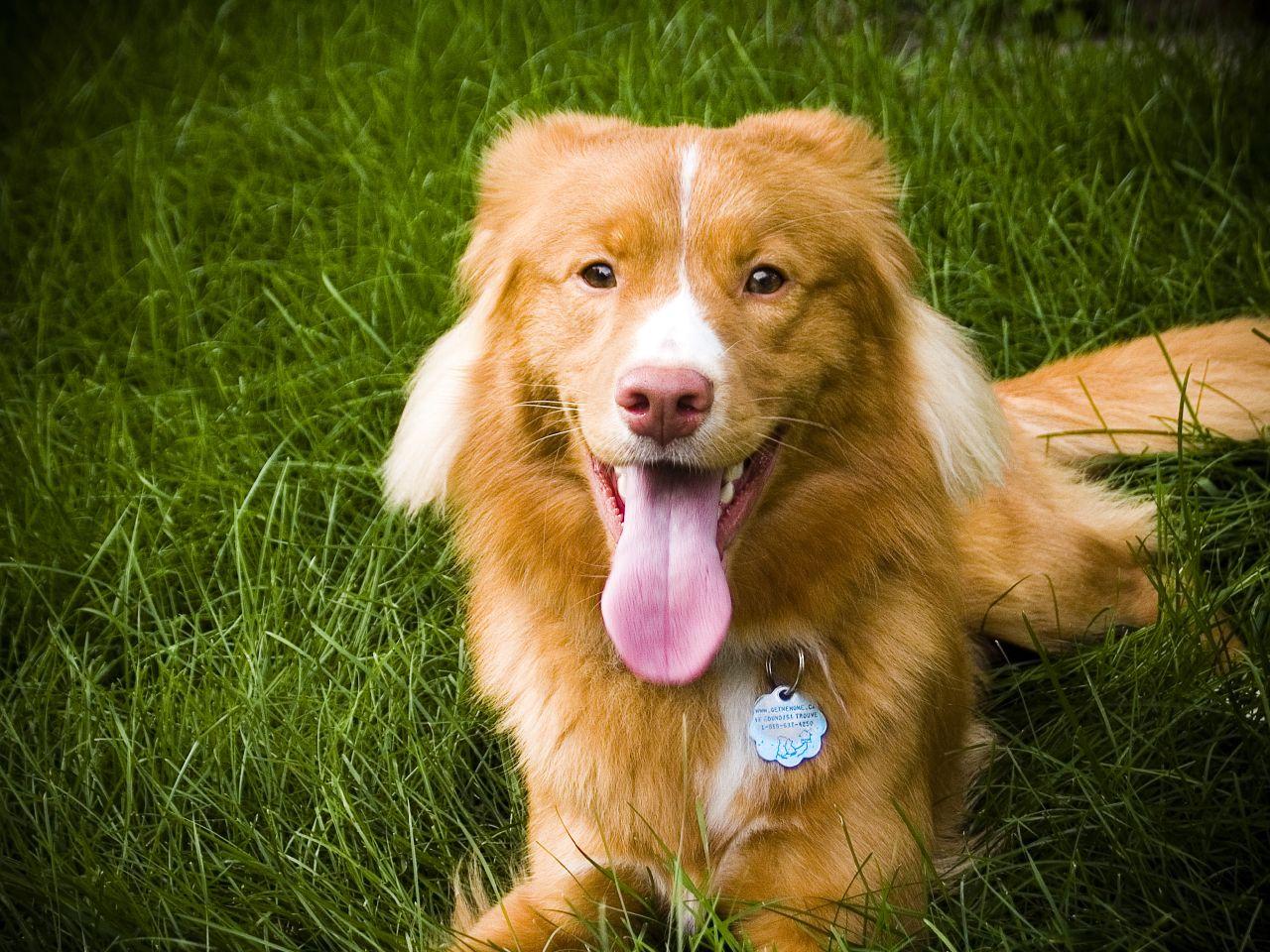 Chien Retriever de la NouvelleÉcosse caractéristiques et photos — free download