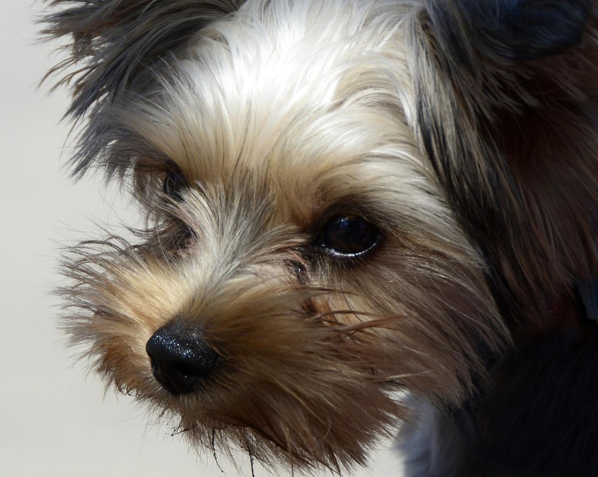Yorkipoo ou Yorkie poo