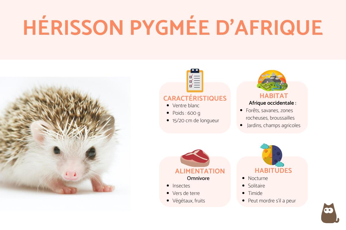 Hérisson pygmée d'Afrique