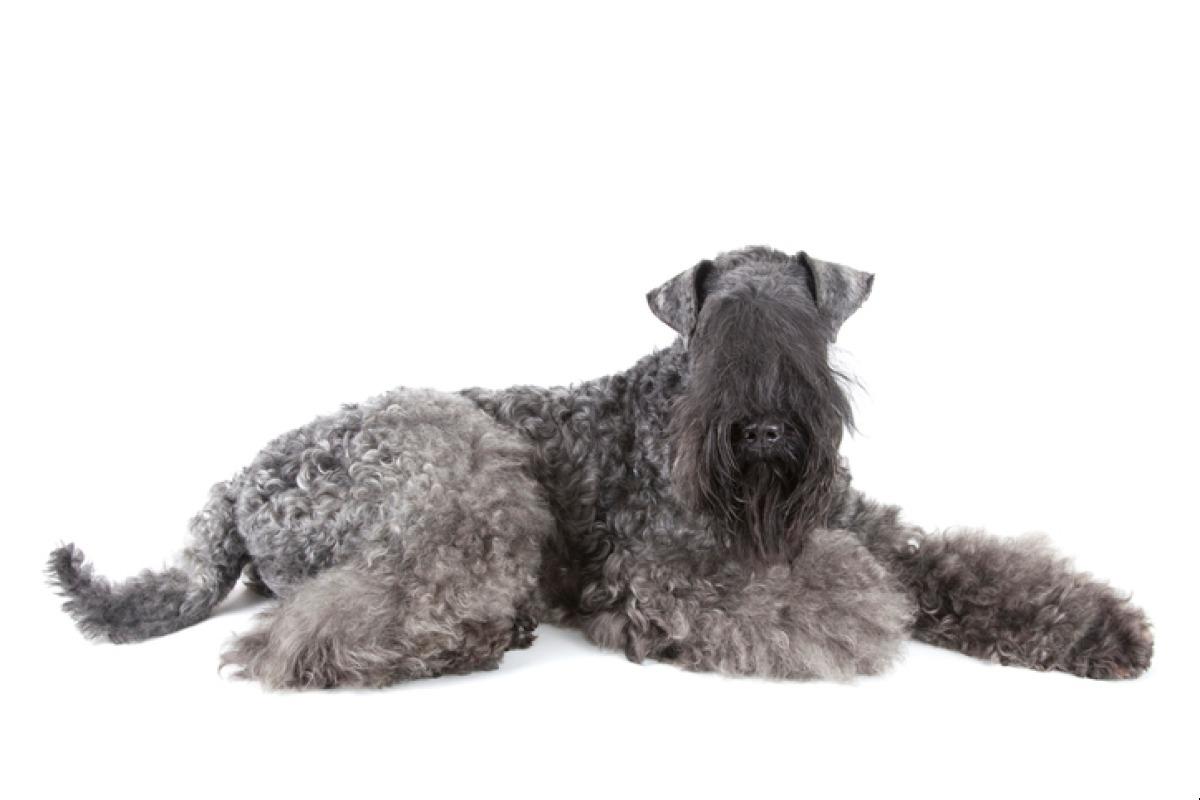 Kerry blue terrier