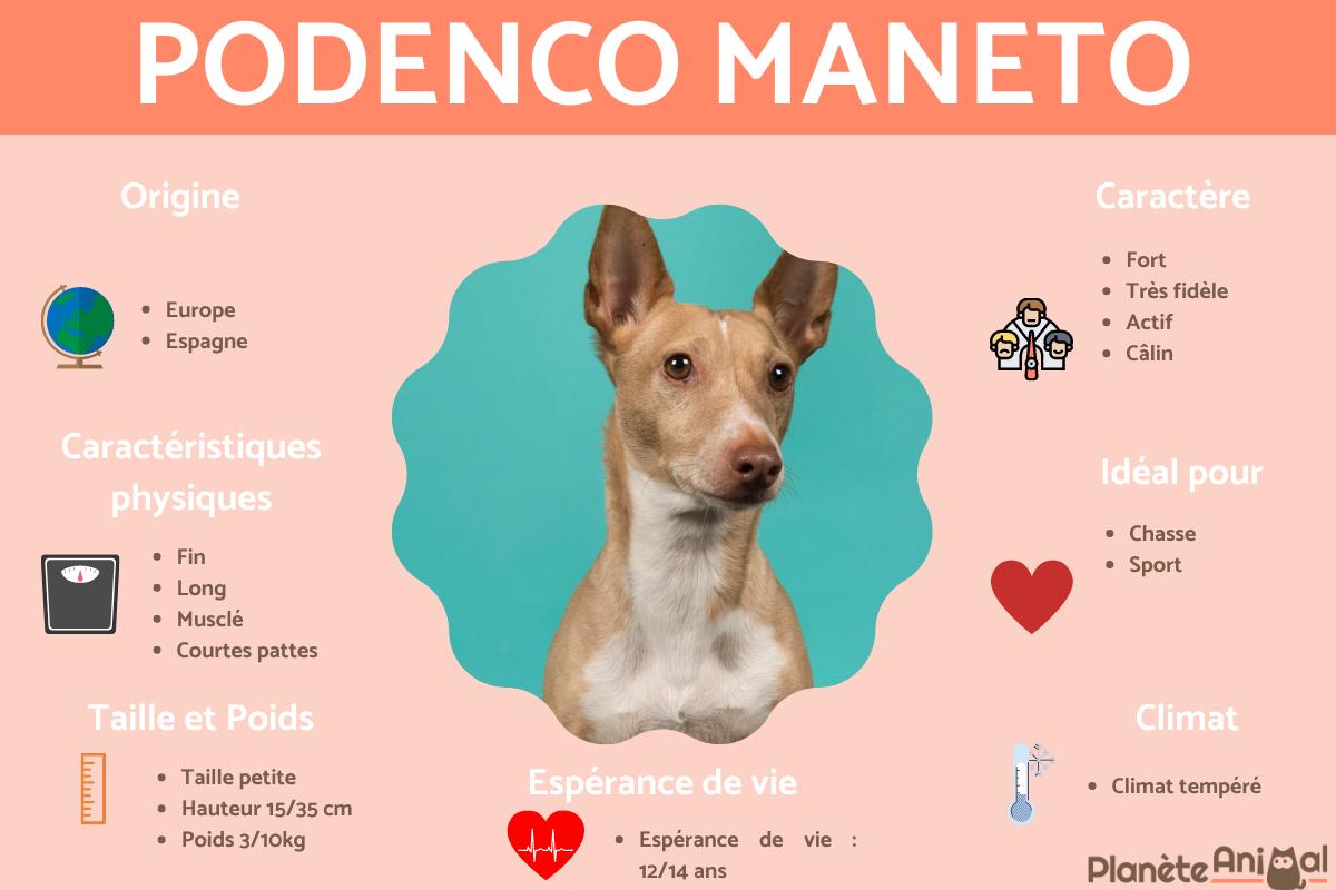 Podenco Maneto