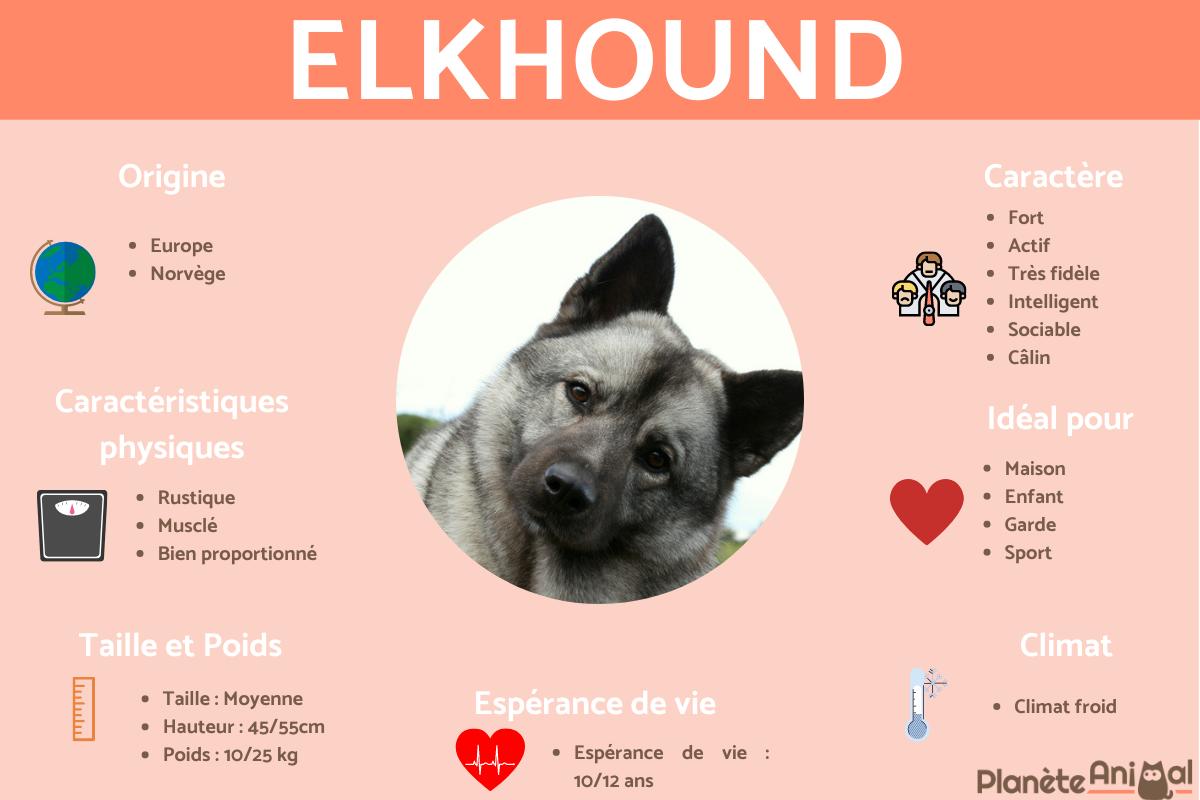 Chien d'élan norvégien ou Elkhound