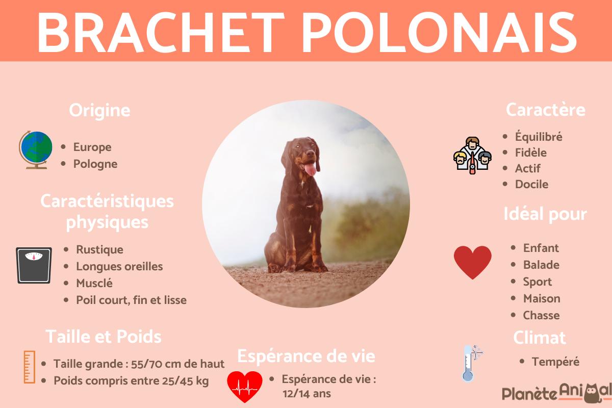 Brachet polonais