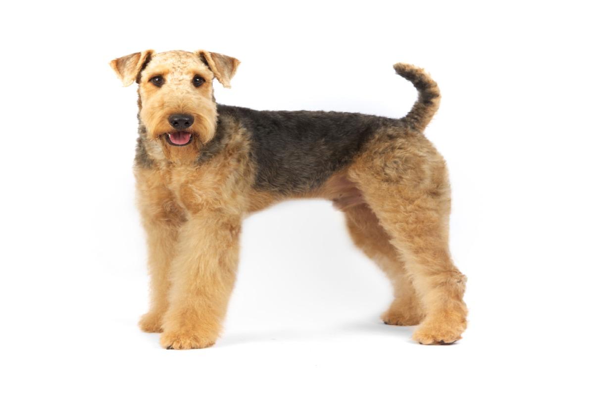 Airedale terrier