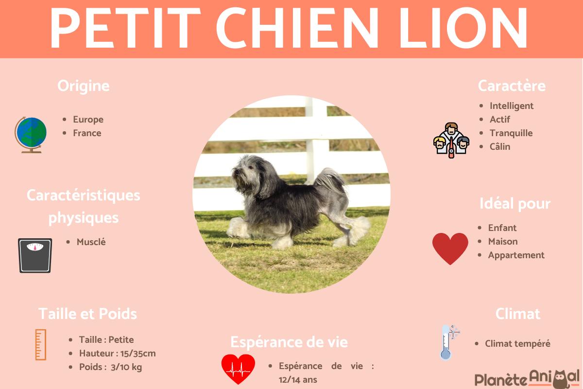 Petit chien lion