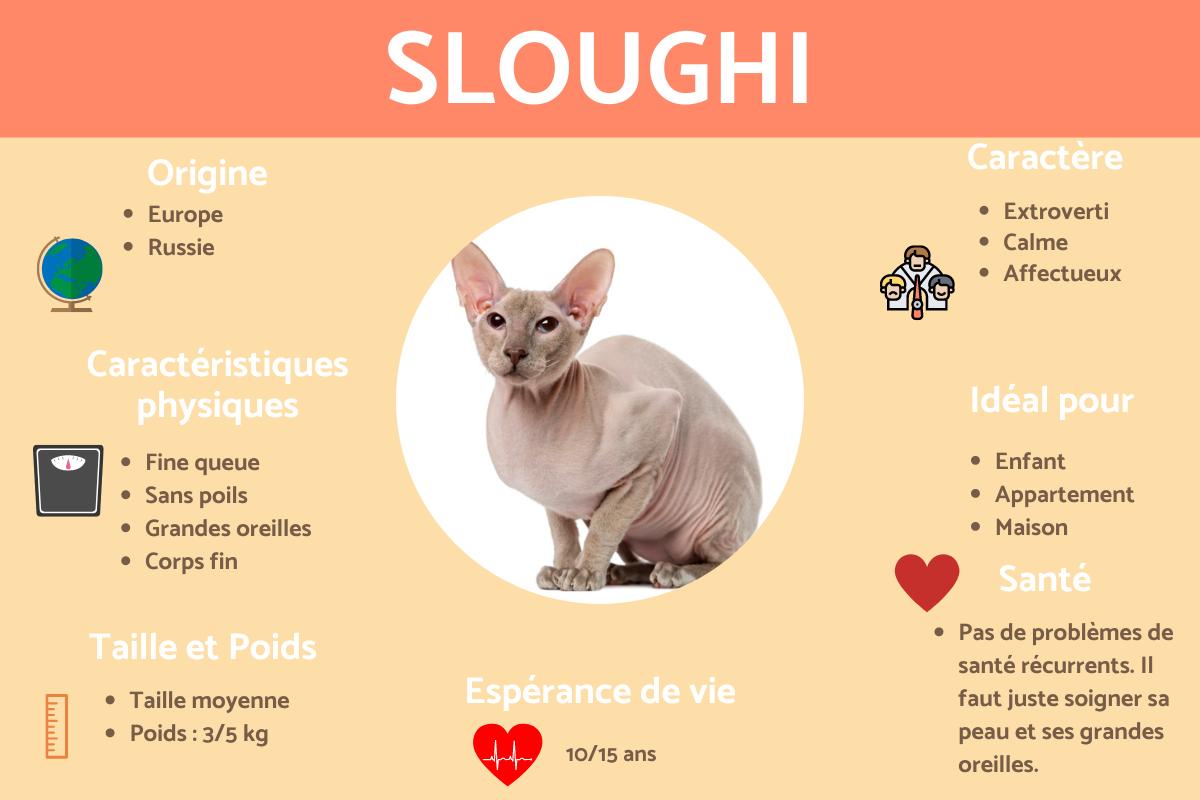 Chat Peterbald