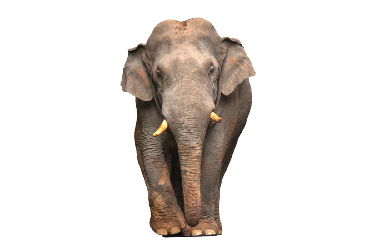 Eléphant de Sumatra