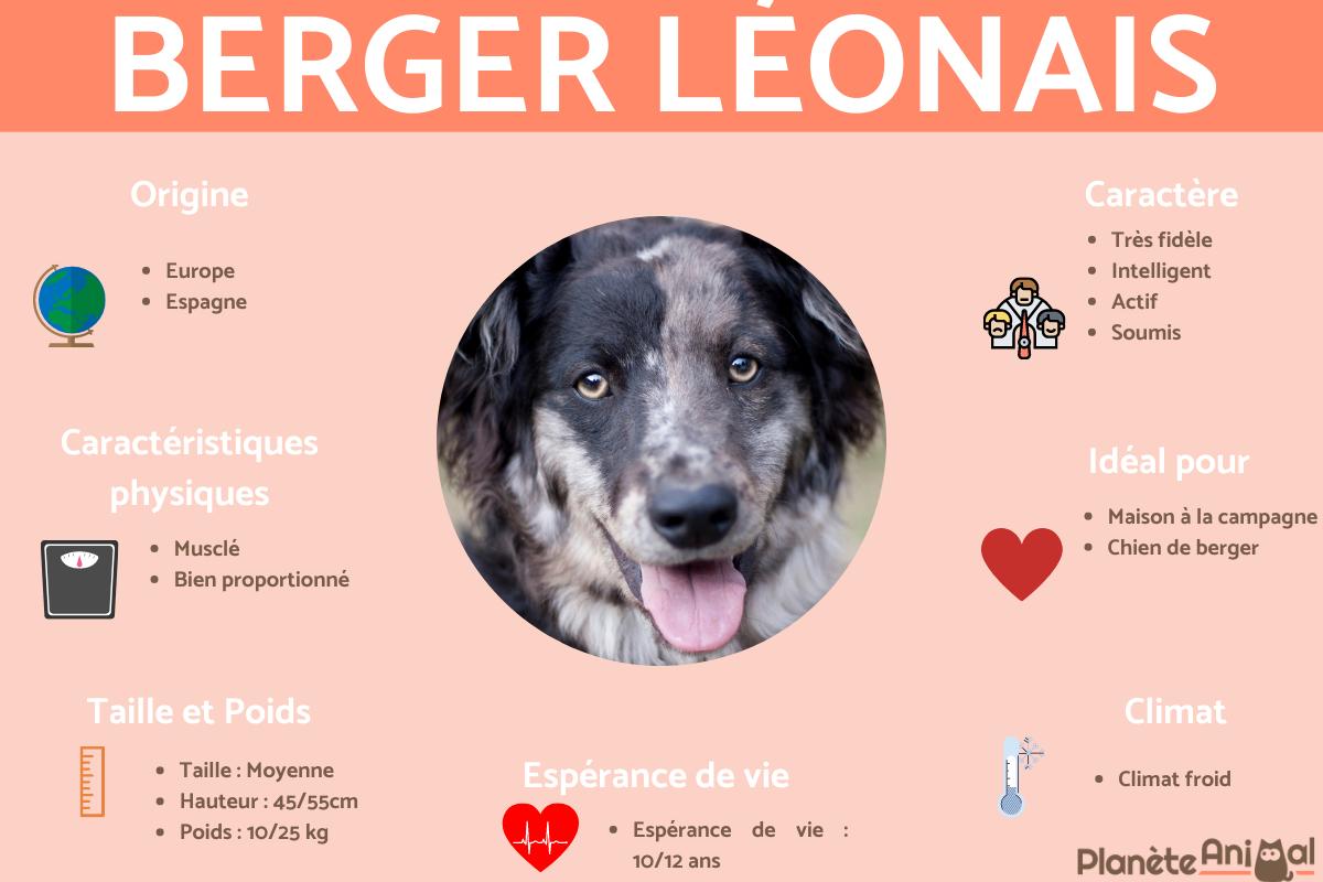 Berger léonais ou Carea leonés
