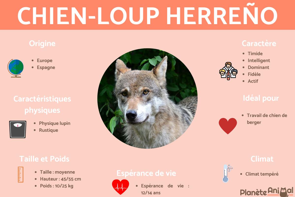 Chien-loup Herreño