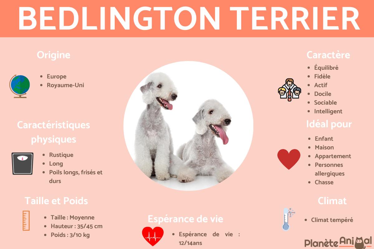 Bedlington terrier