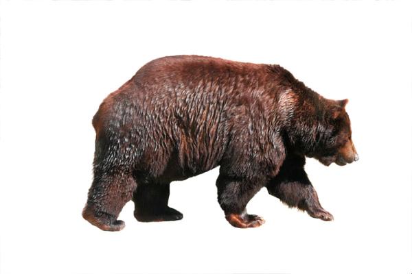 Ours grizzly