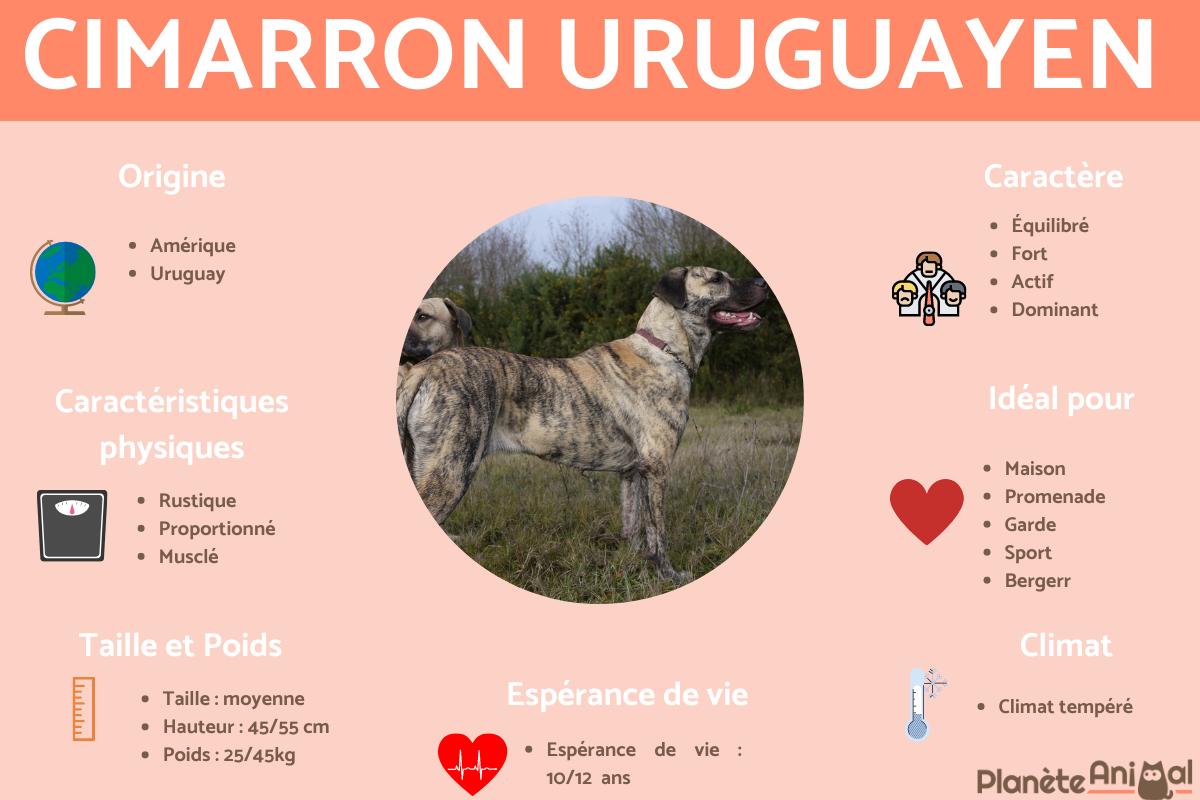 Cimarron uruguayen