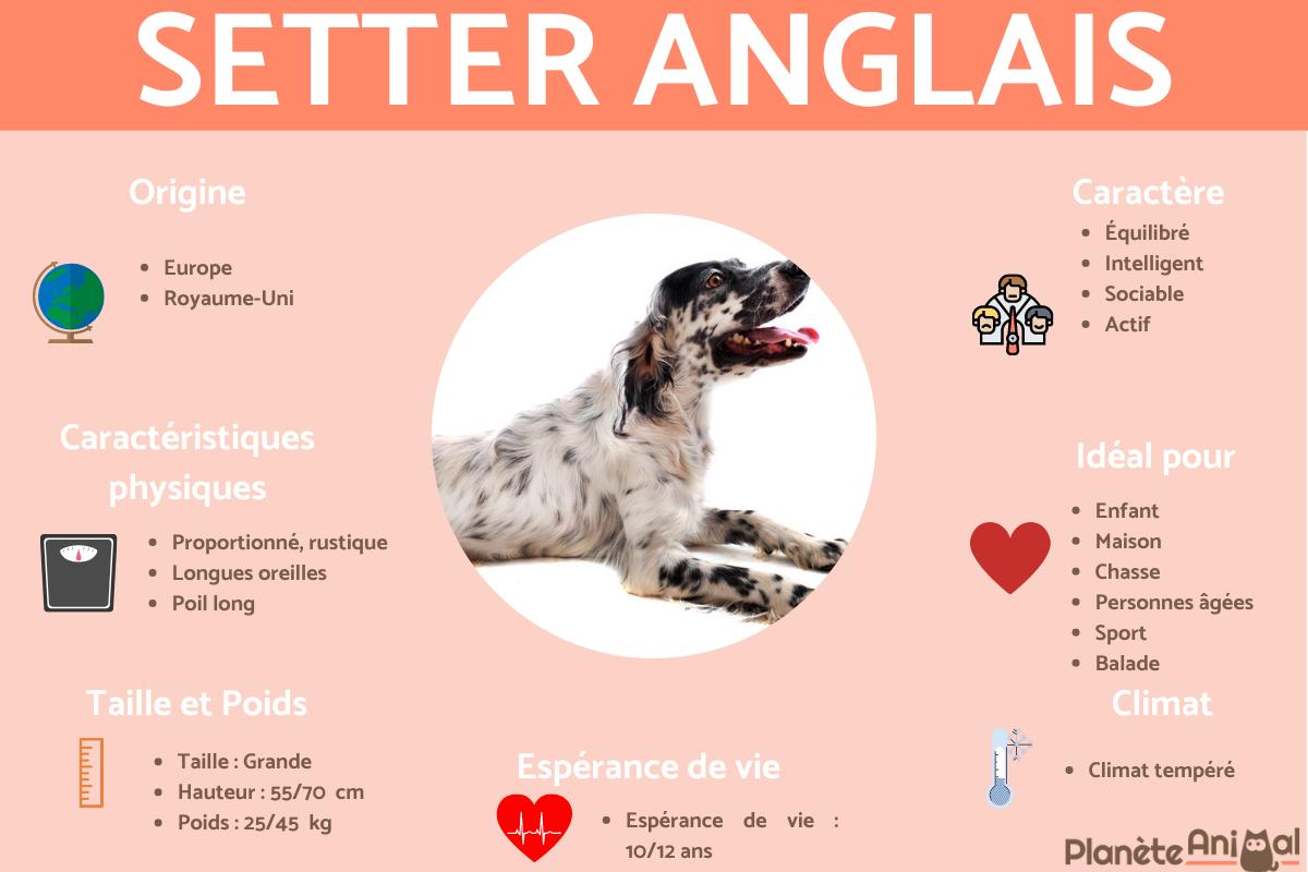 Setter anglais