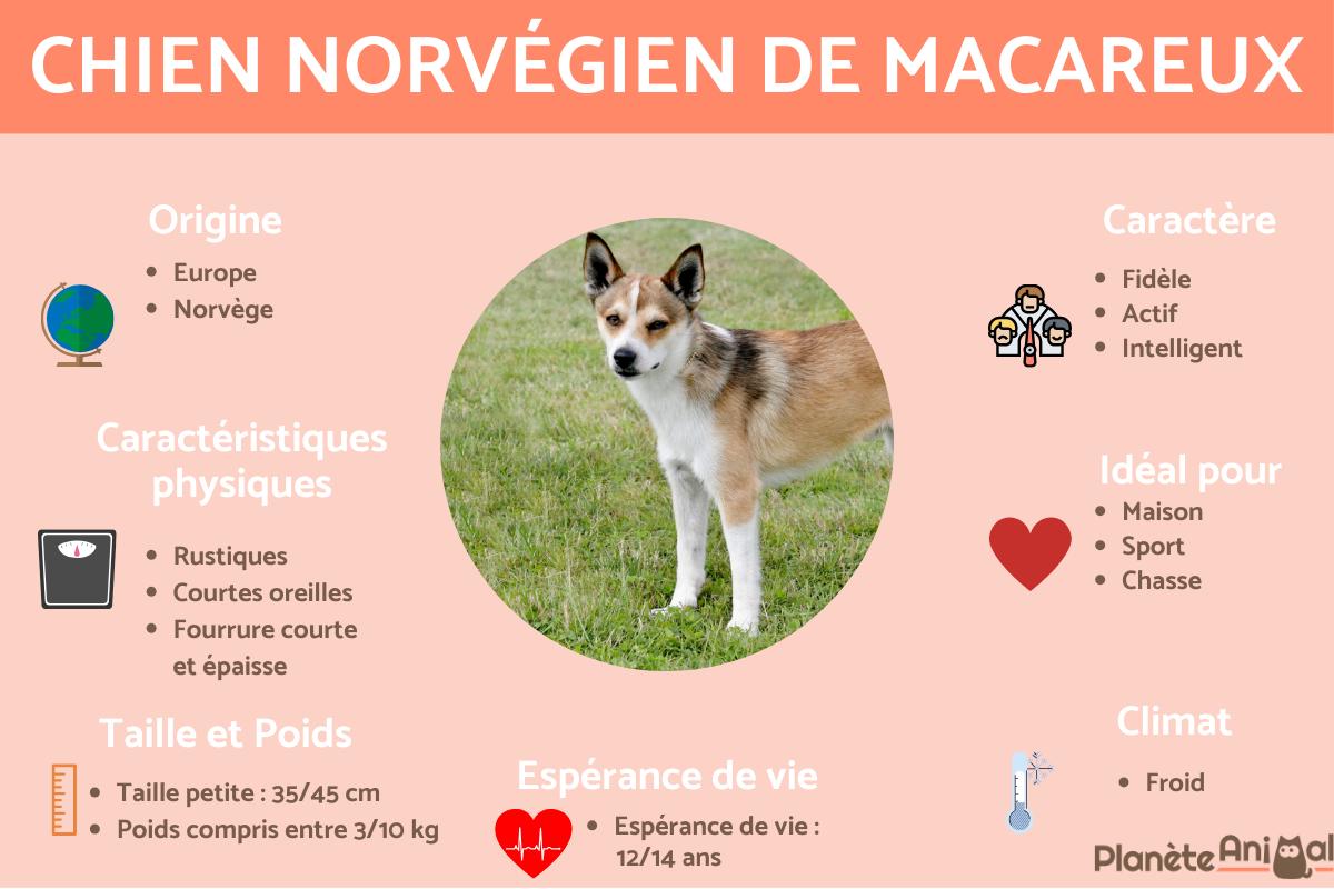 Chien norvégien de macareux