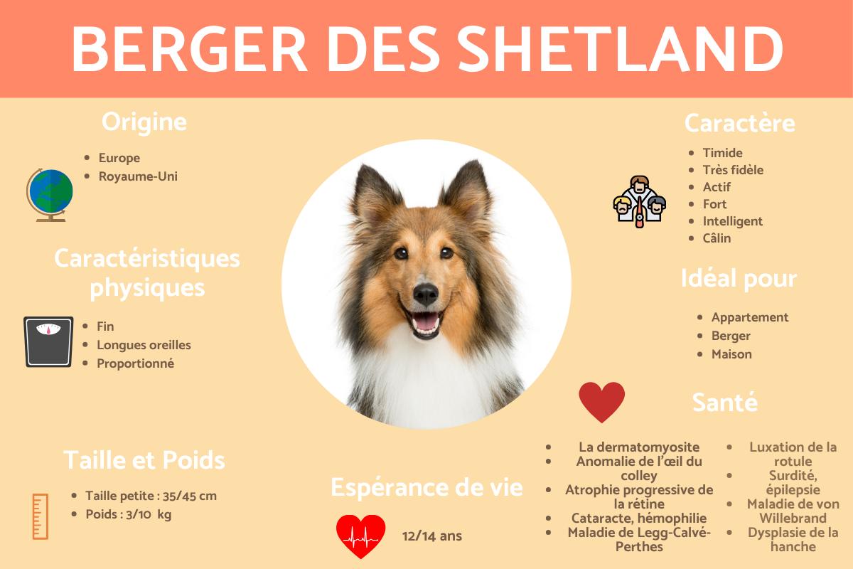 Berger des Shetland