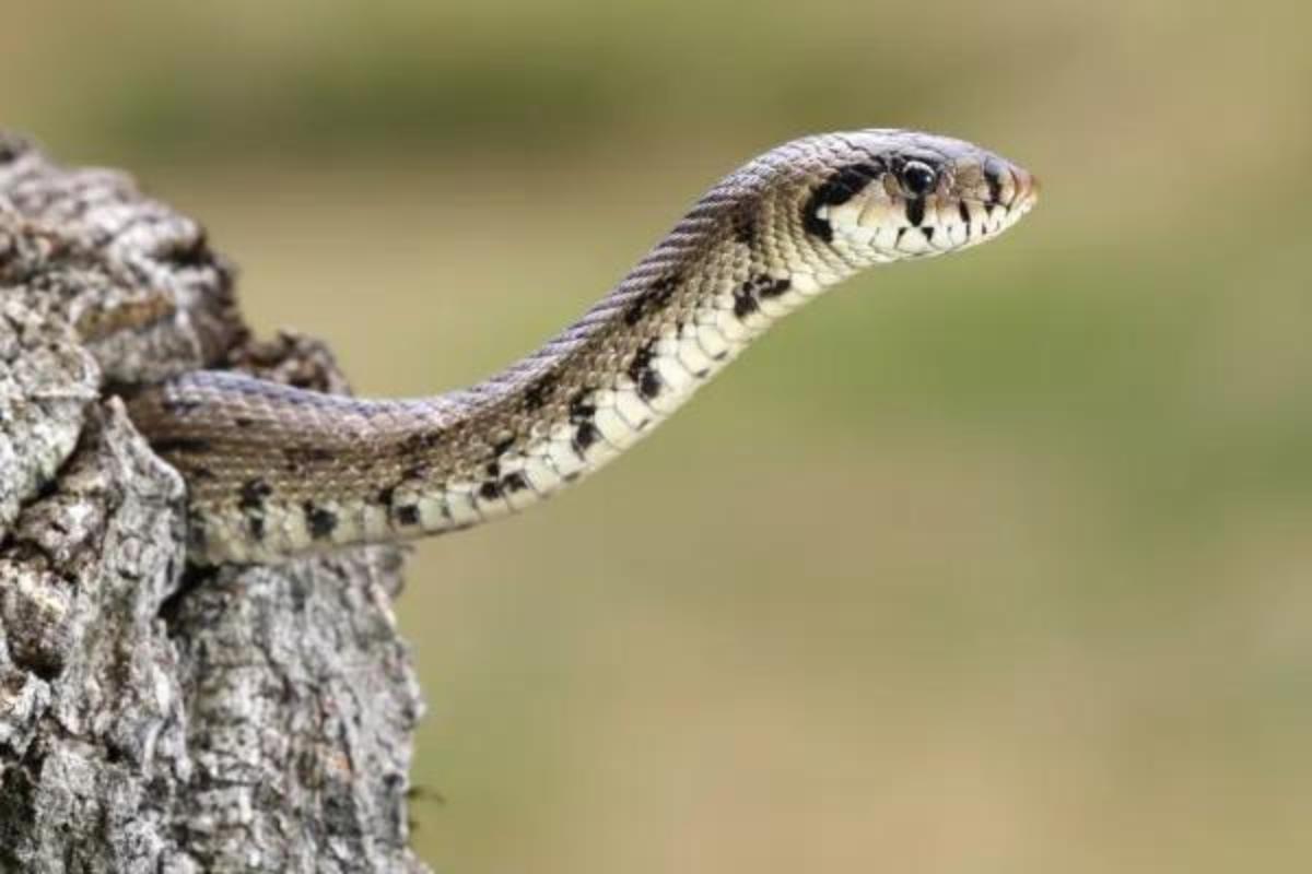 Couleuvre à échelons