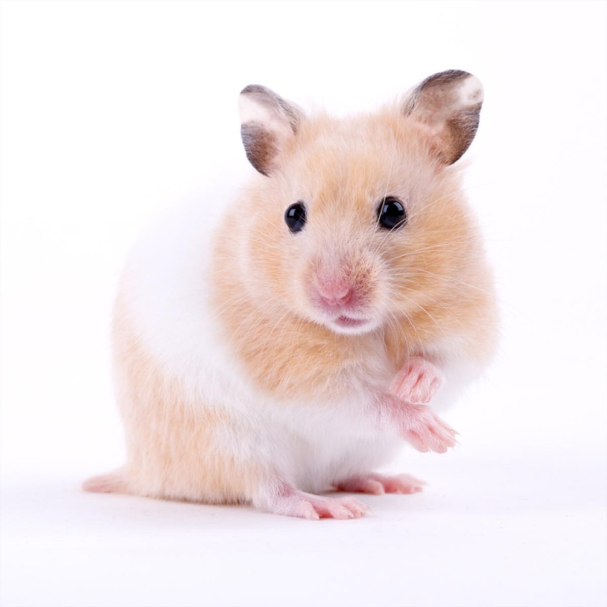 Hamster doré