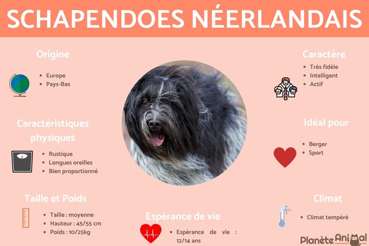 Schapendoes néerlandais