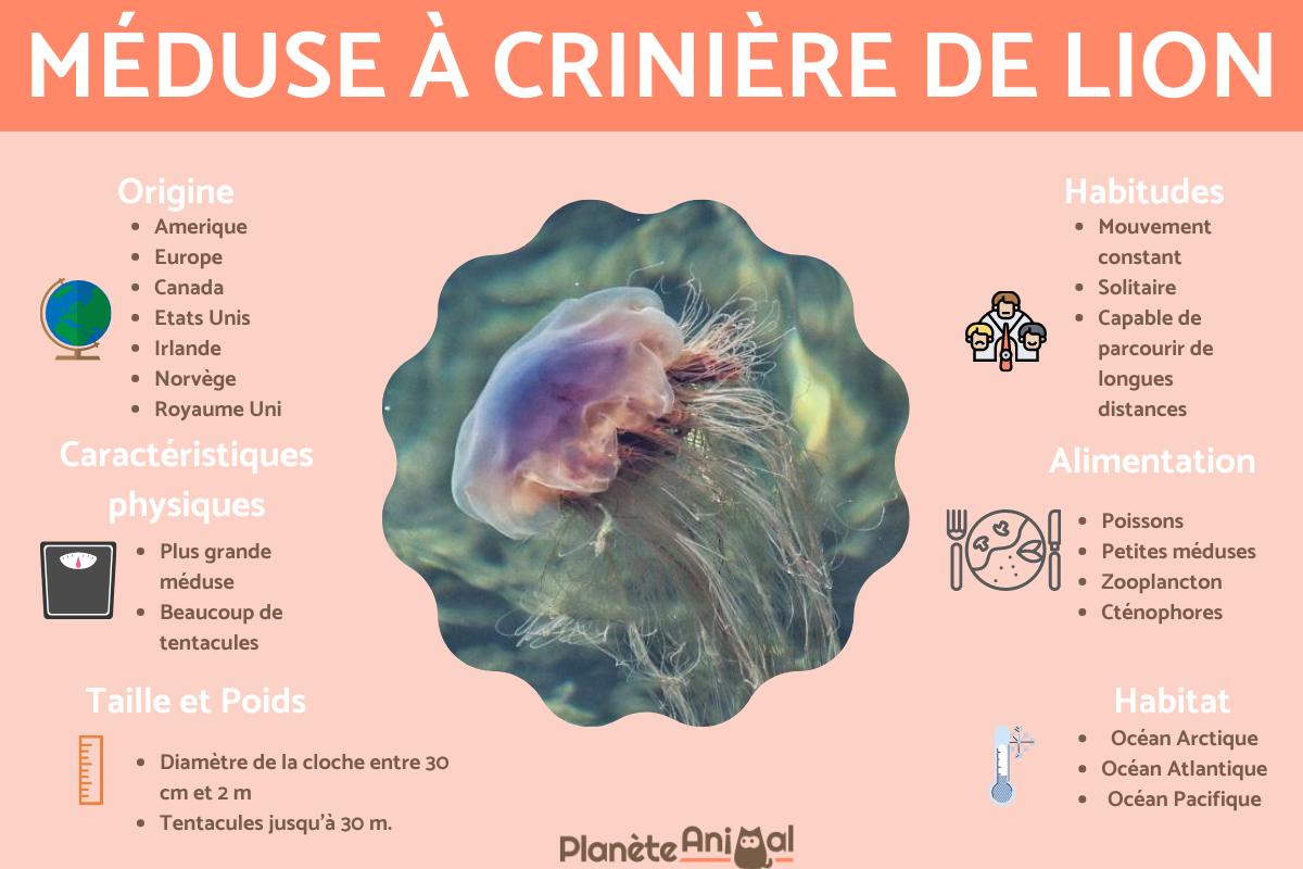 Méduse à crinière de lion