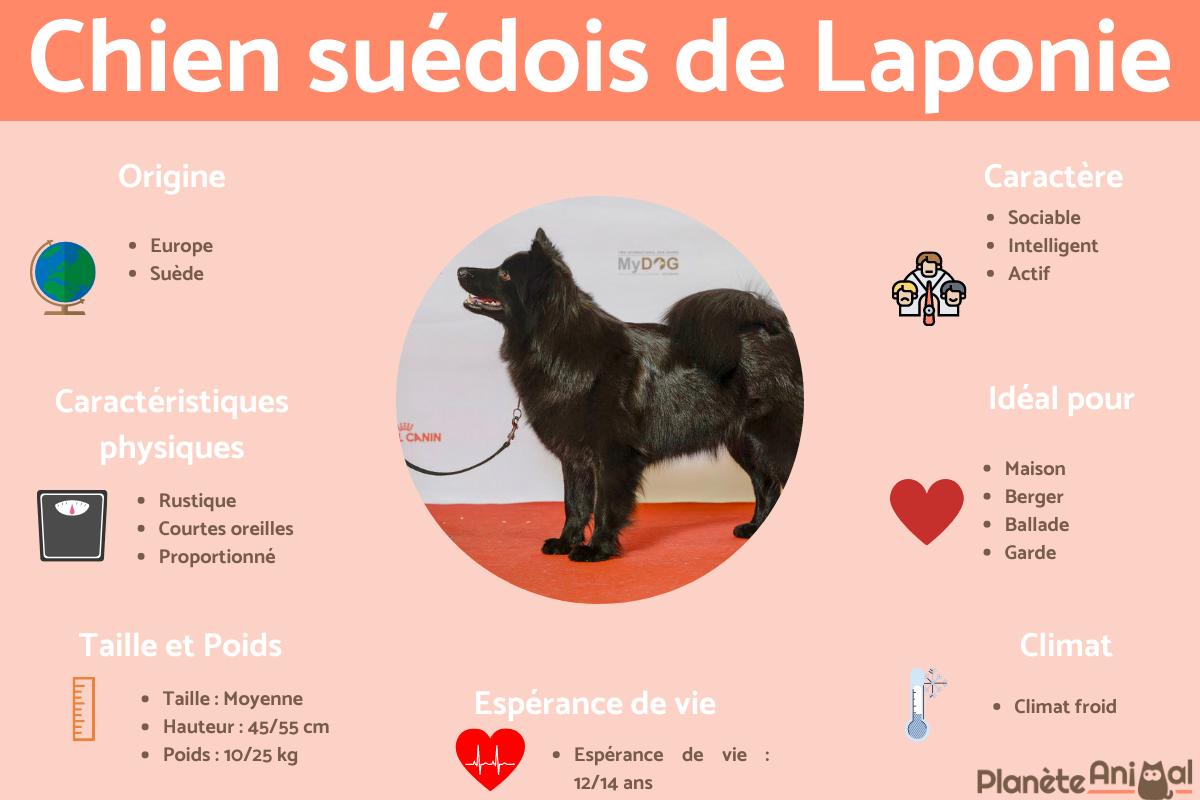 Chien suédois de Laponie ou Lapphund suédois