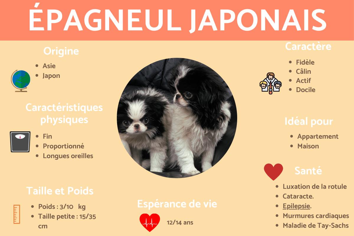 Epagneul japonais ou chin