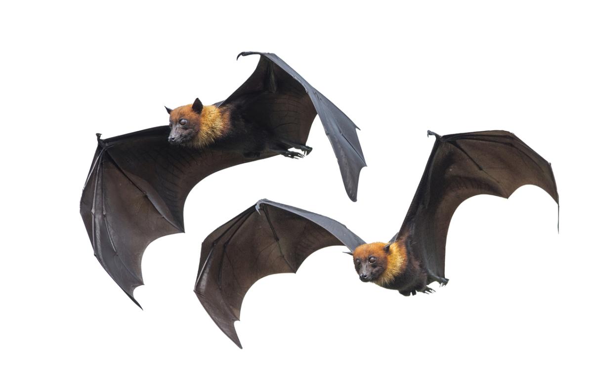Renard volant des Philippines