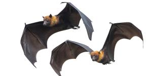 Renard volant des Philippines