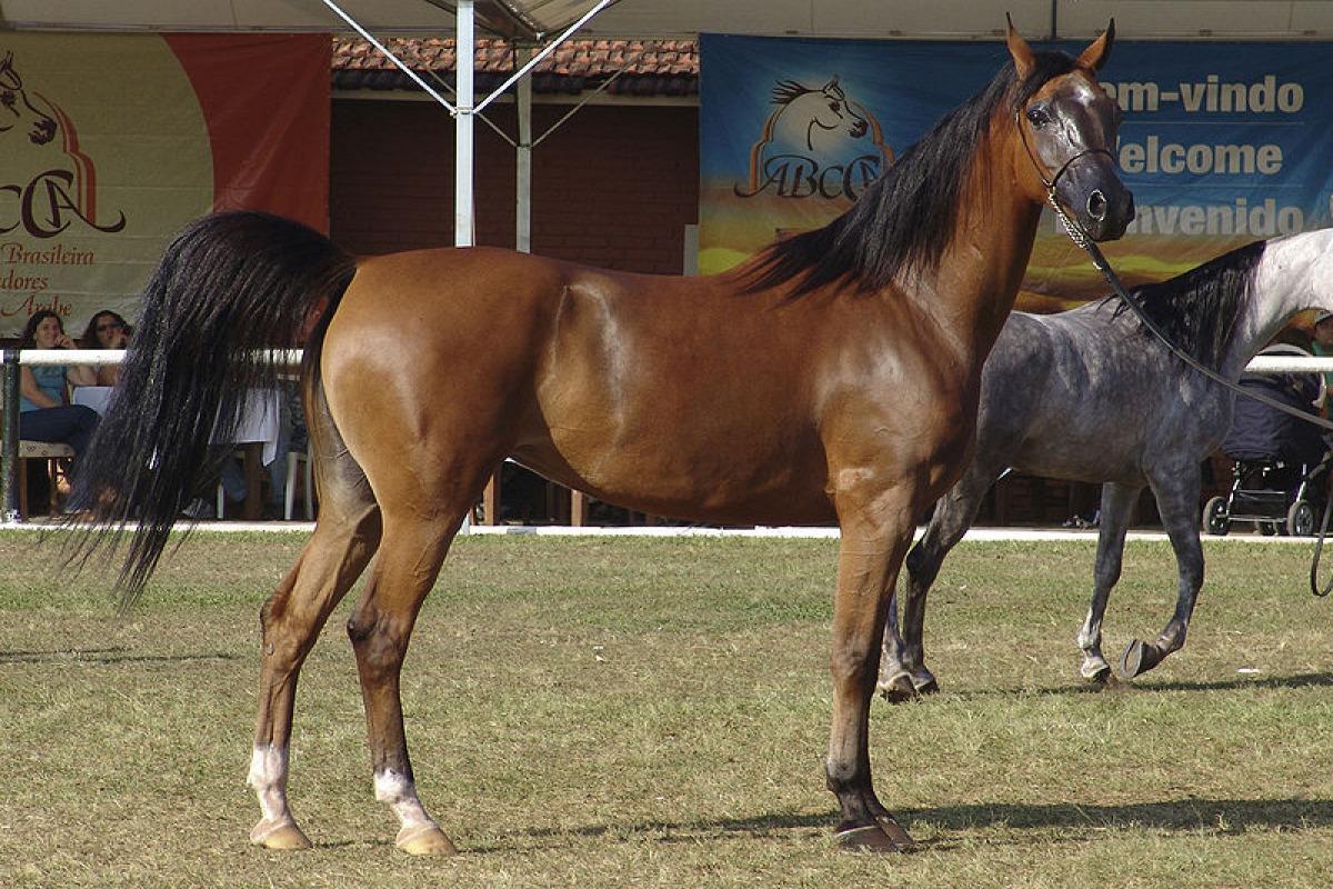 Cheval arabe