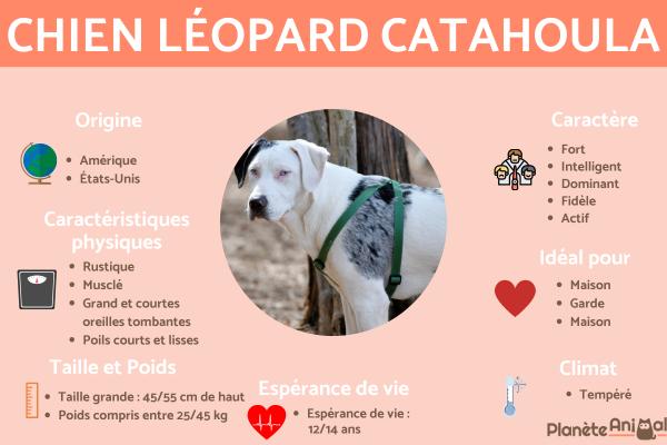 Chien Léopard Catahoula