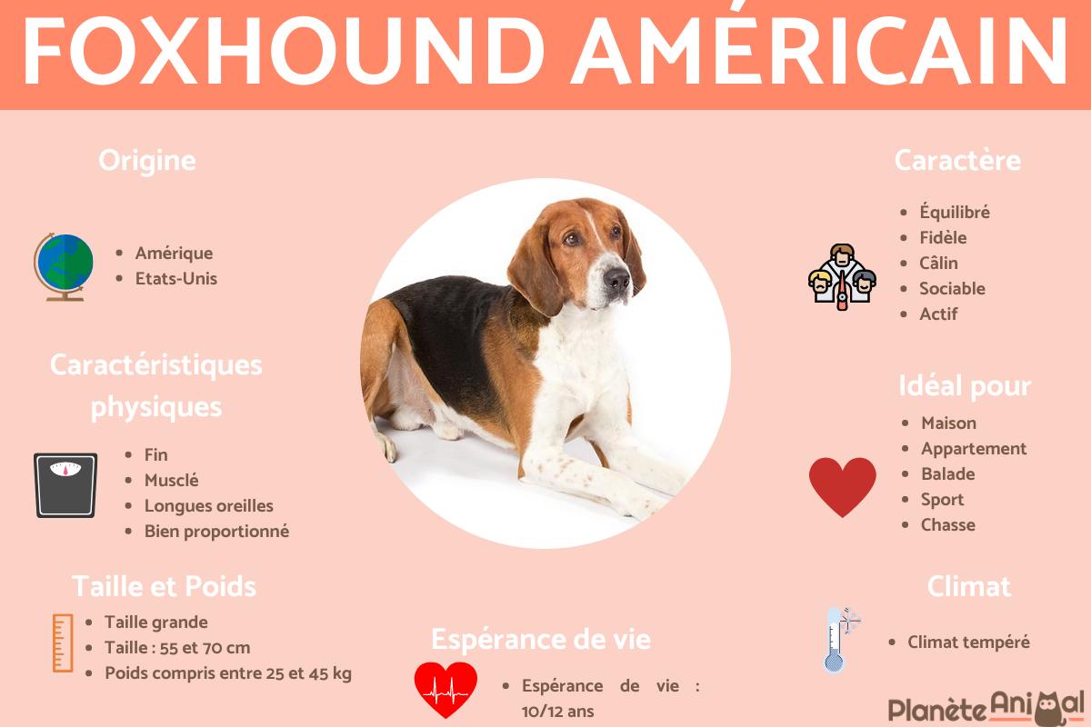 Foxhound américain
