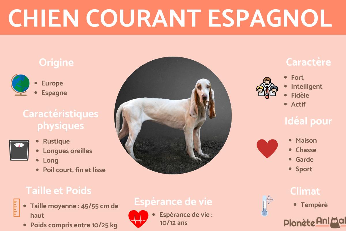 Chien courant espagnol