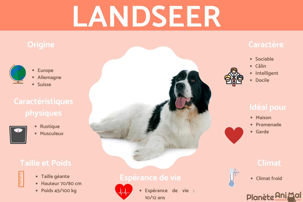 Landseer