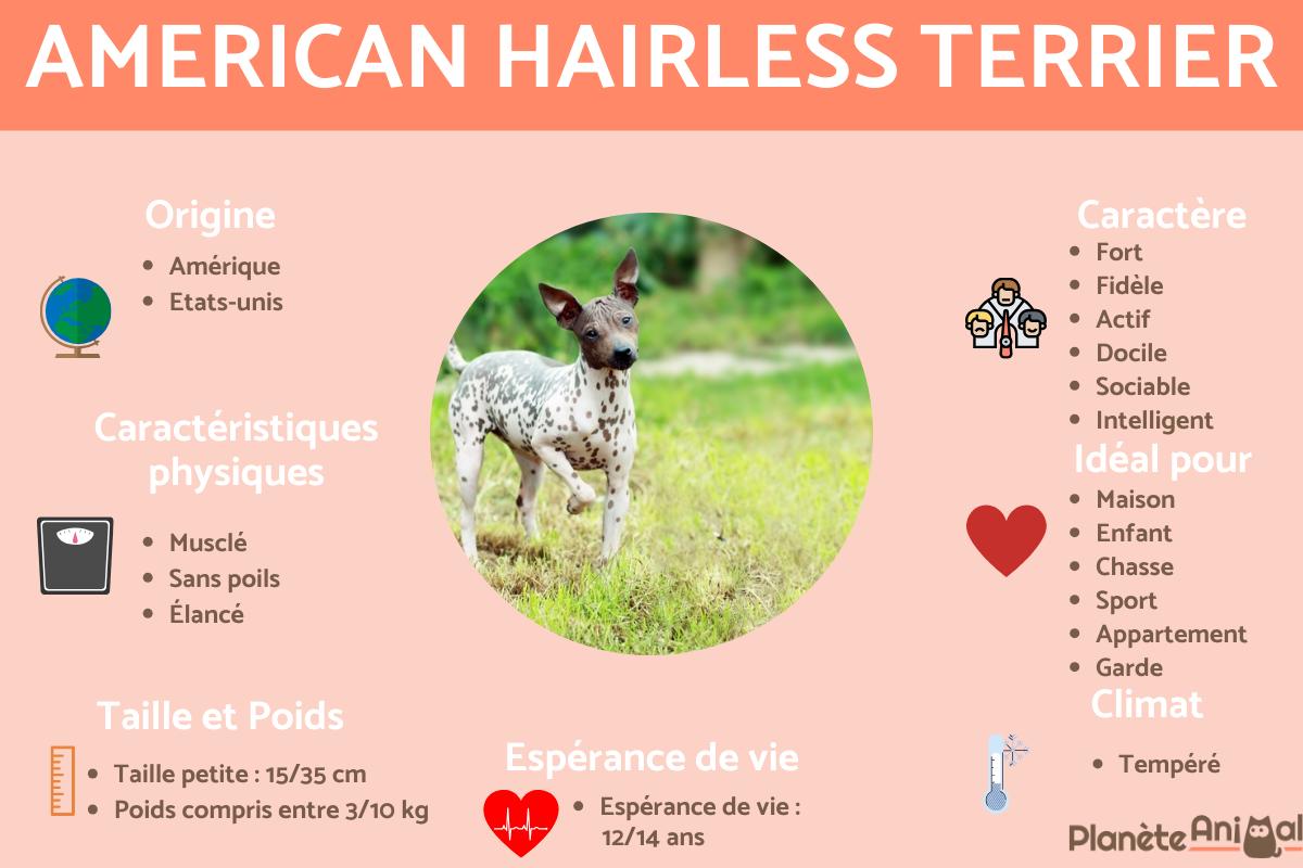 American hairless terrier