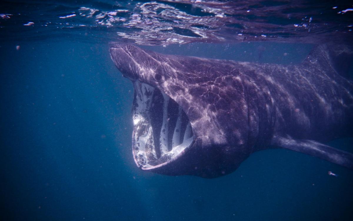 Requin pèlerin