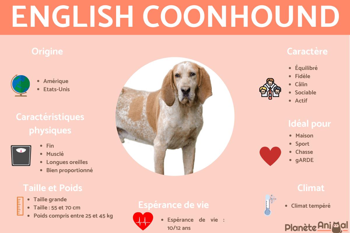English Coonhound ou American English Coonhound